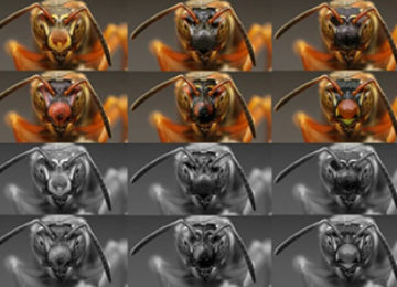 wasp faces 3